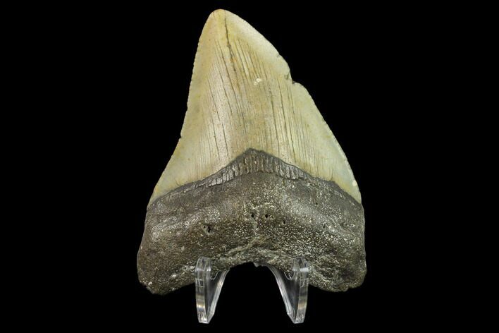 Fossil Megalodon Tooth - North Carolina #131560